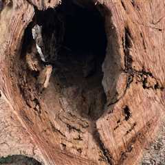 Identifying Signs of Tree Damage: A Comprehensive Inspection Guide