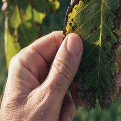 Identifying Common Pests During Tree Inspections: A Comprehensive Overview