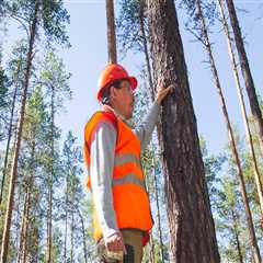 The Role of Tree Inspections in Effective Pest Control and Management