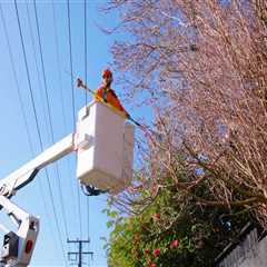 Essential Tips for Ensuring Tree Safety and Preventing Accidents