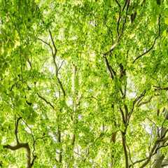 Understanding Tree Inspections: Importance, Process, and Benefits