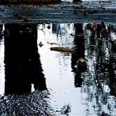 Understanding Regulations and Guidelines for Tree Risk Assessments