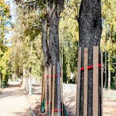 Effective Strategies to Protect Trees from Environmental Stressors Post-Inspection