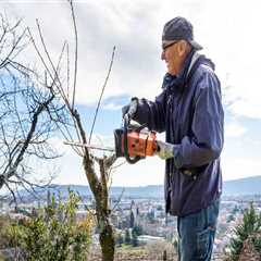Essential Tools for Effective Tree Inspections