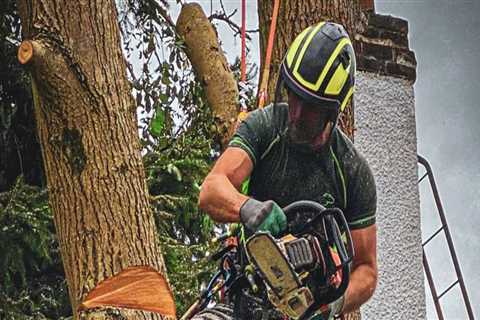 When to Call a Tree Service for Arboriculture Assessments