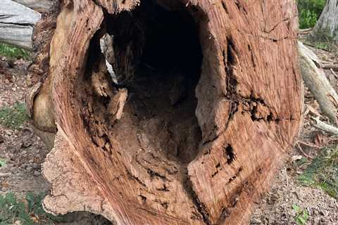 Identifying Signs of Tree Damage: A Comprehensive Inspection Guide