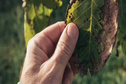 Identifying Common Pests During Tree Inspections: A Comprehensive Overview