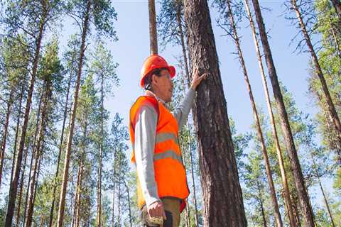 The Role of Tree Inspections in Effective Pest Control and Management