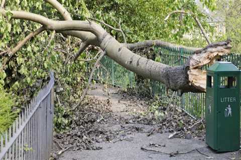 The Importance of Tree Risk Assessment for Safety and Sustainability