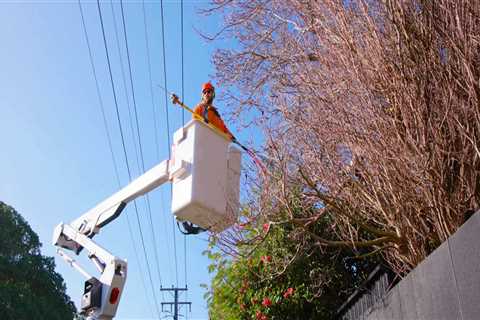 Essential Tips for Ensuring Tree Safety and Preventing Accidents