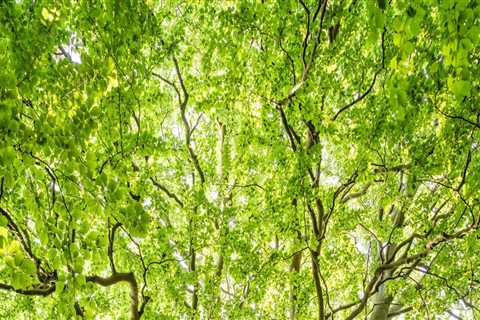 Understanding Tree Inspections: Importance, Process, and Benefits