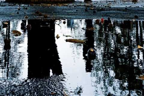 Understanding Regulations and Guidelines for Tree Risk Assessments