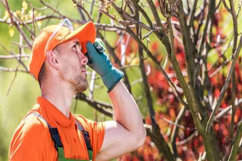 Understanding the Frequency of Tree Inspections for Optimal Health and Safety