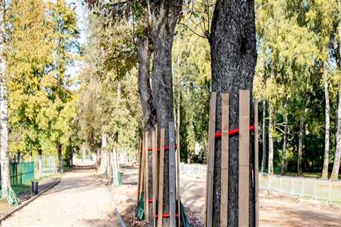 Effective Strategies to Protect Trees from Environmental Stressors Post-Inspection