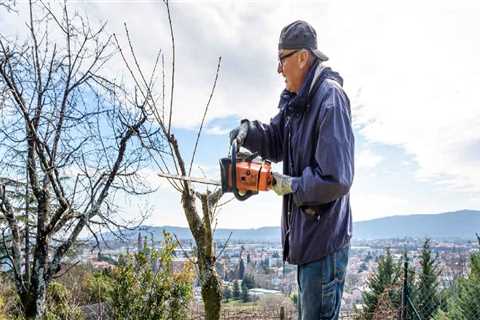 Essential Tools for Effective Tree Inspections