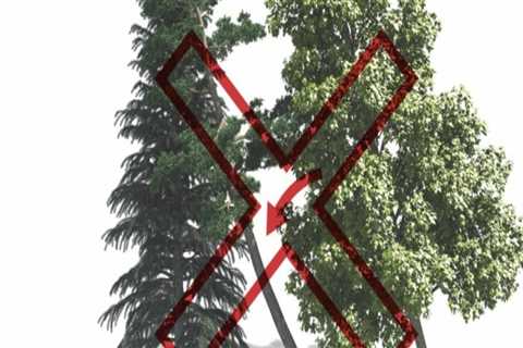 What to Do When You Notice a Leaning Tree: Ensuring Tree Safety