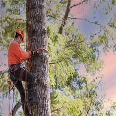 Why Arboriculture Is Important Before Movers Arrive