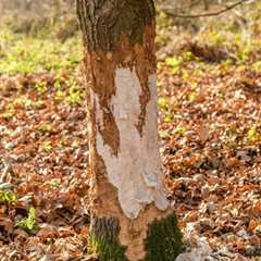 Top 10 Essential Tips for Utah Tree Removal (2026): Ultimate Guide