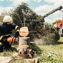 The Complete Guide to Tree Cutting Service: Expert Insights for 2026