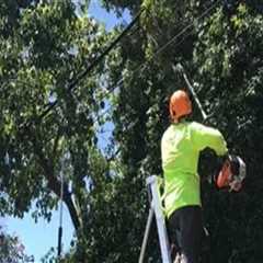 San Ramon Tree Care Practices That Reduce Risk to Plumbing Infrastructure