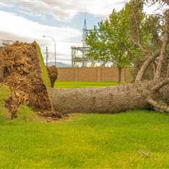 The Ultimate Guide to Tree Removal in Utah: Top 10 Essential Tips for 2026