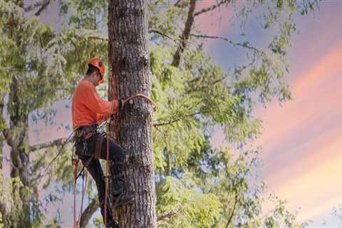Why Arboriculture Is Important Before Movers Arrive