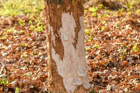 Top 10 Essential Tips for Utah Tree Removal (2026): Ultimate Guide