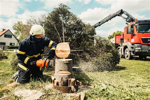 The Complete Guide to Tree Cutting Service: Expert Insights for 2026
