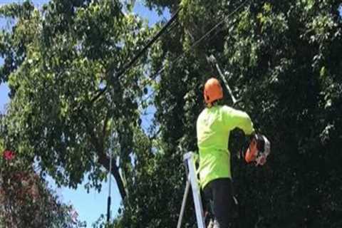 San Ramon Tree Care Practices That Reduce Risk to Plumbing Infrastructure
