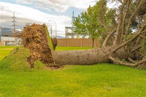 The Ultimate Guide to Tree Removal in Utah: Top 10 Essential Tips for 2026