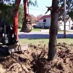 Identifying Root Damage in Trees: Signs That May Require Excavation