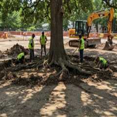 Understanding Regulations and Laws Surrounding Tree Excavation