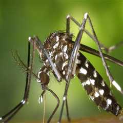 Enhance Your Patio with Mosquito Control in Fayetteville