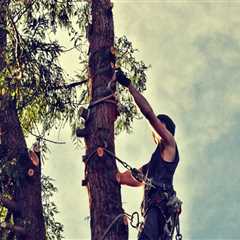 Tree Risk Assessments and Affordable Removal in Damascus