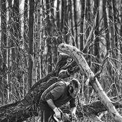 Expert Tree Trimming for Virginia Beach Landscapes