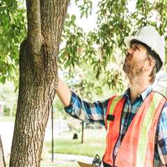 How Tree Inspection Supports Better Planning for Large Household Moves