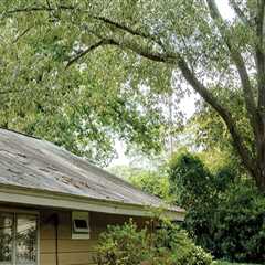How Mature Trees Influence Long-Term Exterior Property Conditions