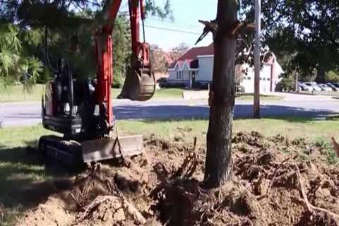 Identifying Root Damage in Trees: Signs That May Require Excavation