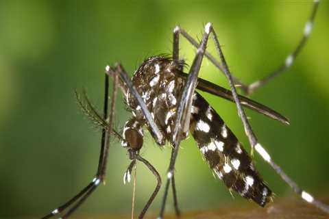 Enhance Your Patio with Mosquito Control in Fayetteville
