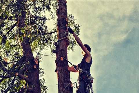 Tree Risk Assessments and Affordable Removal in Damascus