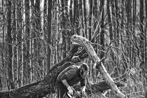 Expert Tree Trimming for Virginia Beach Landscapes