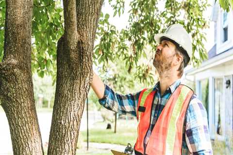 How Tree Inspection Supports Better Planning for Large Household Moves