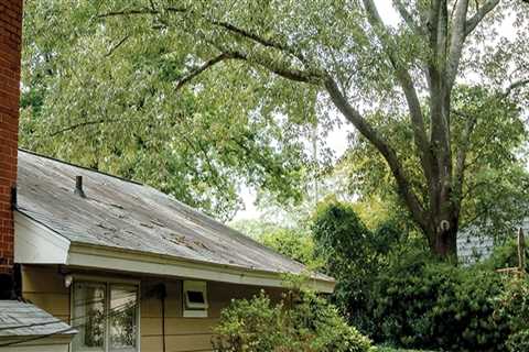 How Mature Trees Influence Long-Term Exterior Property Conditions