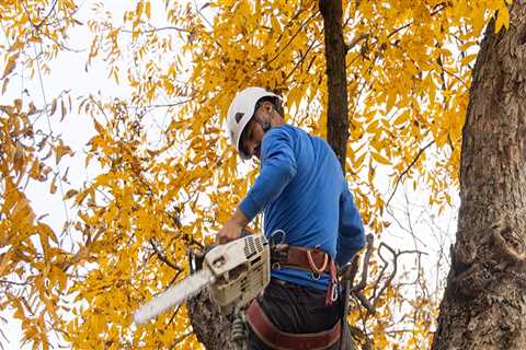 How Arborists in Texas Manage Equipment Transfers Between Large Service Areas