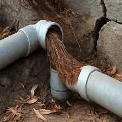 How Tree Risk Assessments Can Prevent Costly Root-Related Plumbing Repairs