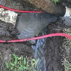 The Overlooked Warning Signs Arborists Look For That May Affect Plumbing Systems