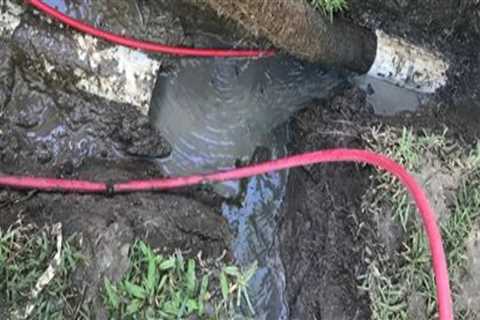 The Overlooked Warning Signs Arborists Look For That May Affect Plumbing Systems