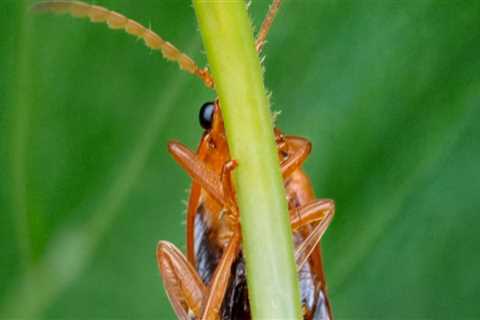 Enhance Home Stability with Foundation Repair & Pest Control